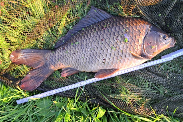 K-H Petschner Giebel 52 cm 2650 g Wörnitz